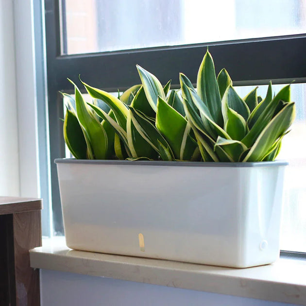self watering frog planter Self-Watering Planter 7881583853642